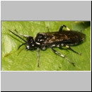 Macrophya alboannulata ~ albicincta - Blattwespe 02b 12mm.jpg